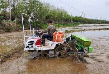 省工省力 精确播种——冈上基地2020年机械精量穴直播技术示范